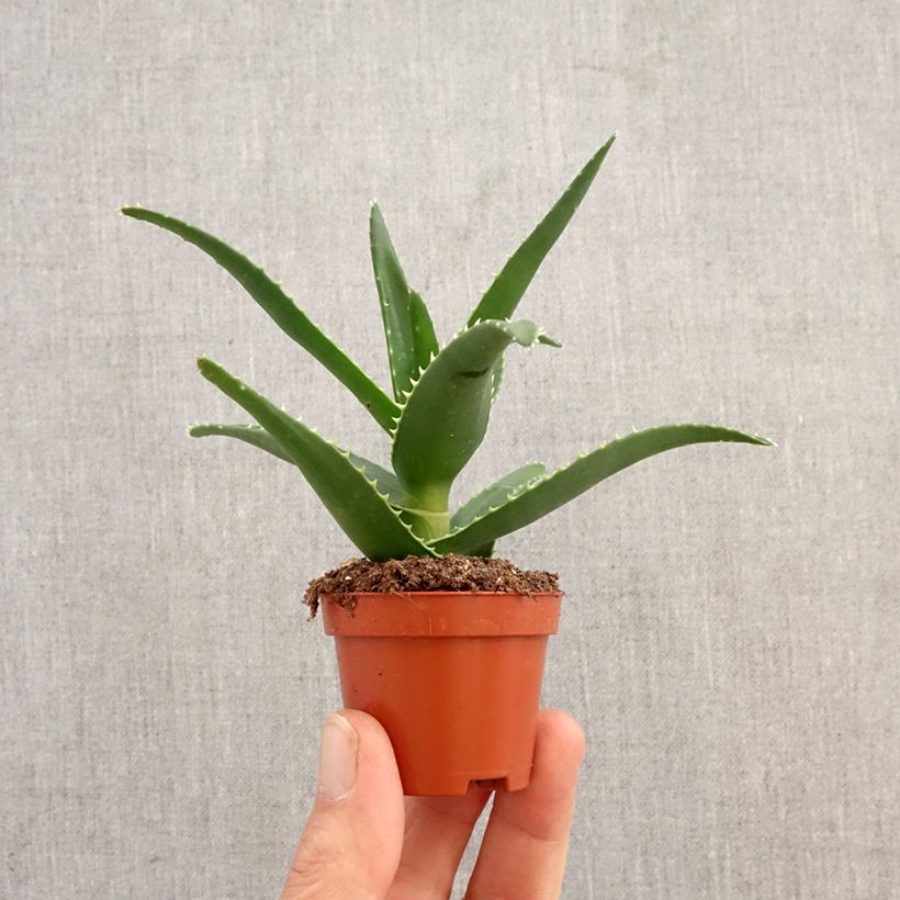 Aloe perfoliata (mitriformis)   mini plant sample as delivered in spring