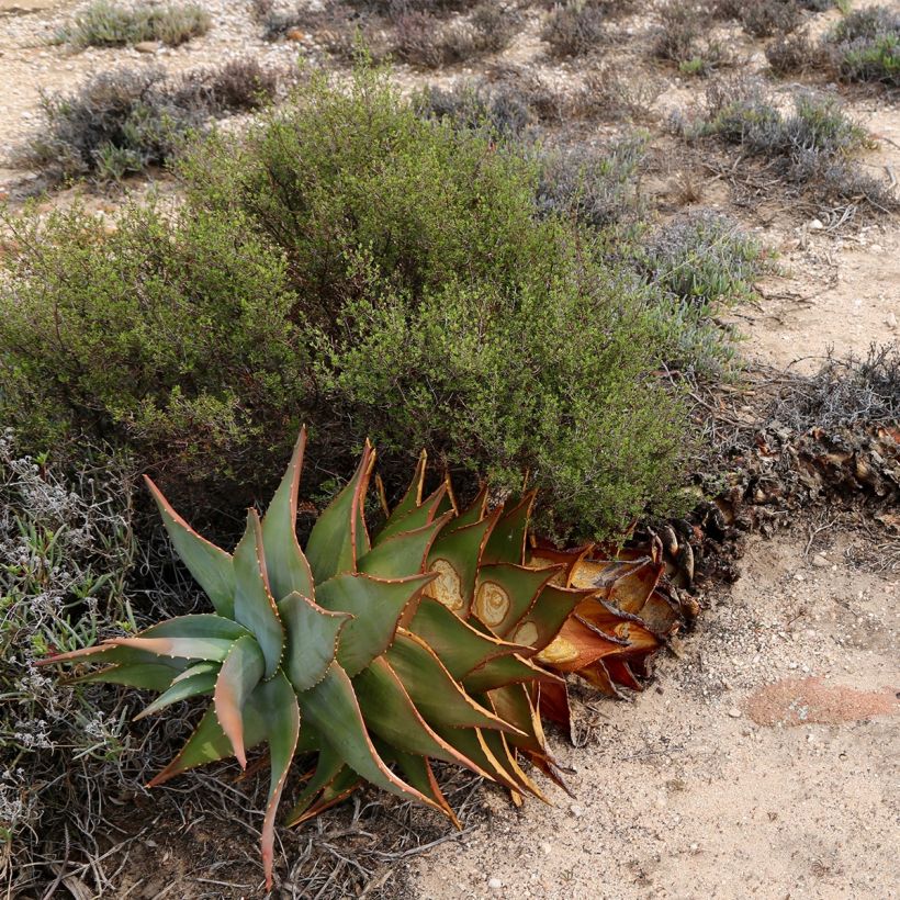Aloe perfoliata (mitriformis)   (Plant habit)