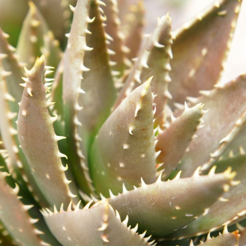 Aloe perfoliata (mitriformis)   (Foliage)