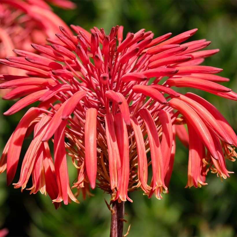 Aloe perfoliata (mitriformis)   (Flowering)