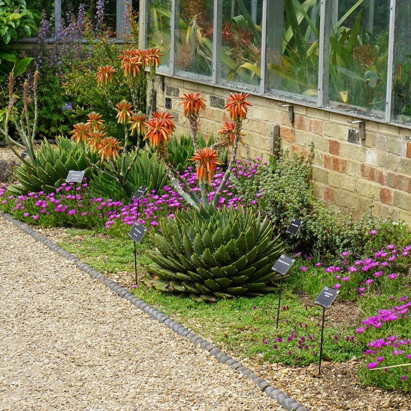 Aloe polyphylla (Plant habit)