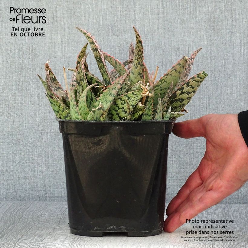 Aloe x rauhii Cleopatra 2L/3L pot sample as delivered in autumn