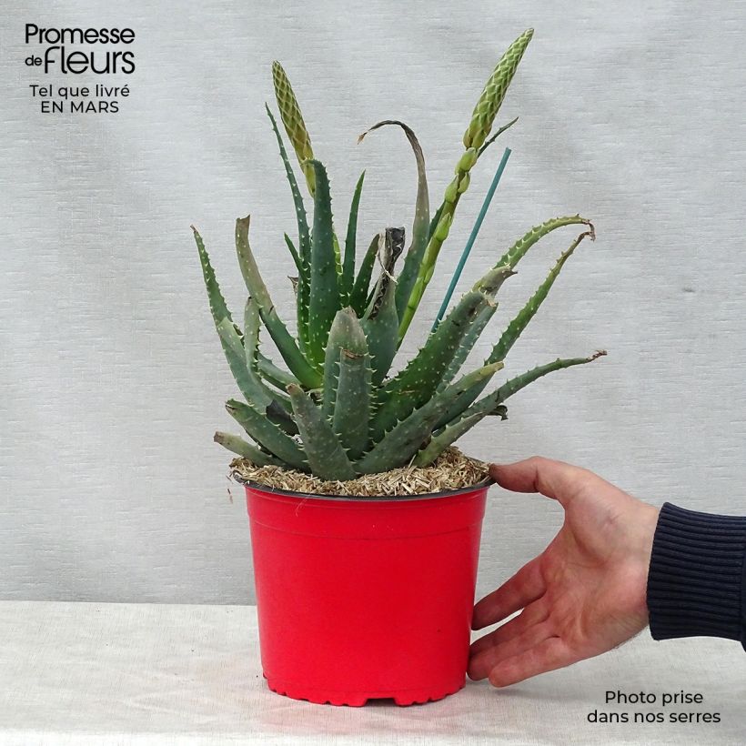 Aloe x spinosissima   2L/3L pot sample as delivered in spring