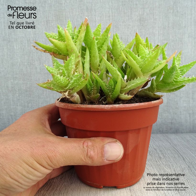 Aloe squarrosa  12cm pot sample as delivered in autumn