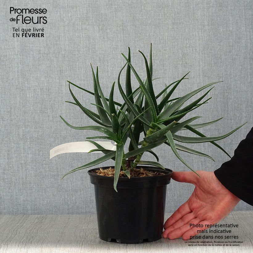 Aloe striatula ArticJungle 8/9 cm pot sample as delivered in winter