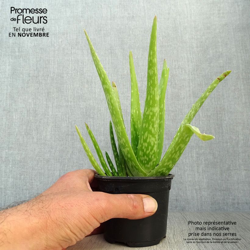 Aloe vera  7/8 cm pot sample as delivered in autumn