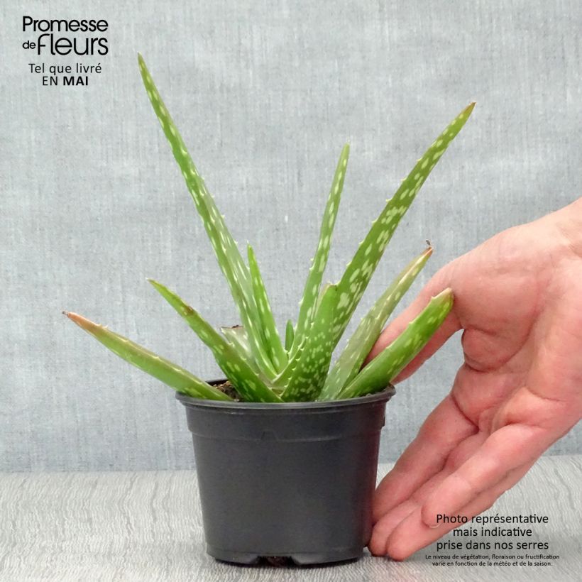 Aloe vera  7/8 cm pot sample as delivered in spring