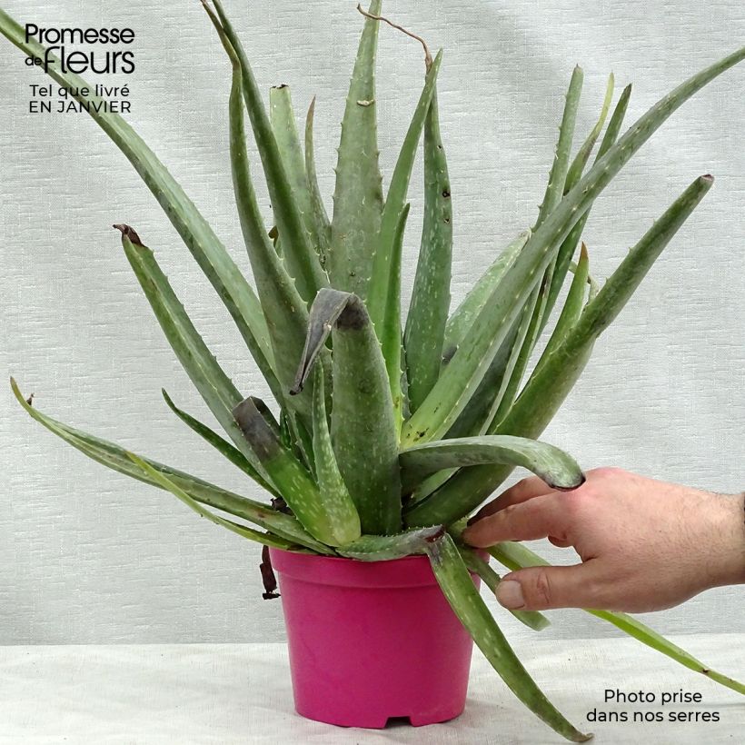 Aloe vera  12cm pot sample as delivered in winter