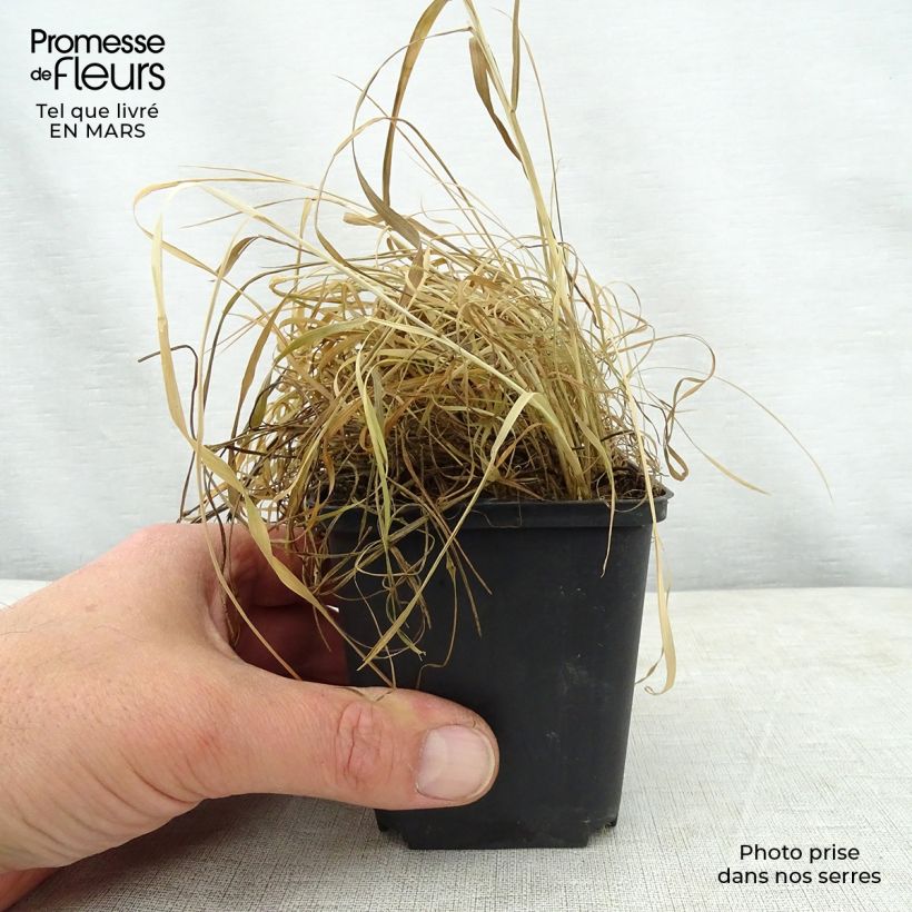 Alopecurus pratensis Aureovariegatus 8/9 cm pot sample as delivered in spring