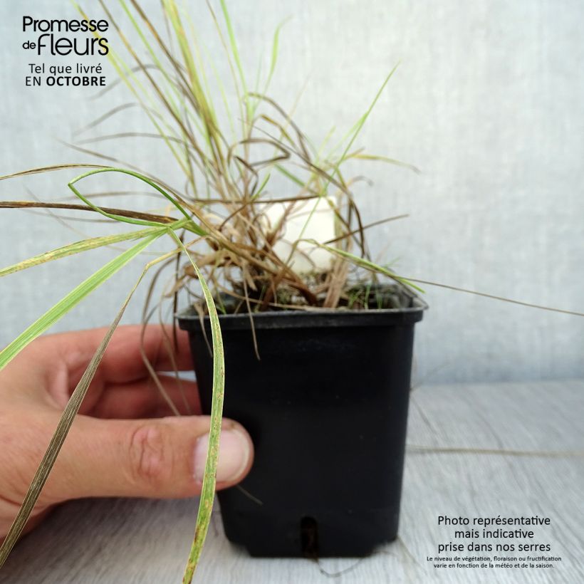 Alopecurus pratensis Aureovariegatus 8/9 cm pot sample as delivered in autumn