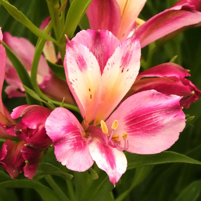 Alstroemeria Duchesses d'Anjou Emilie (Flowering)