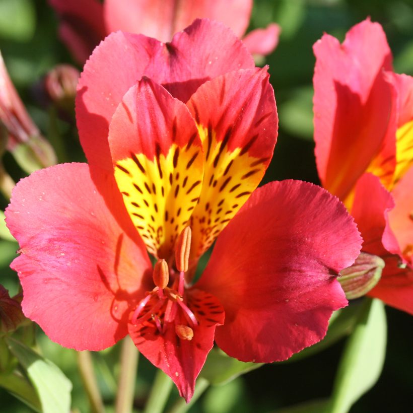 Alstroemeria Majestic Authion (Flowering)