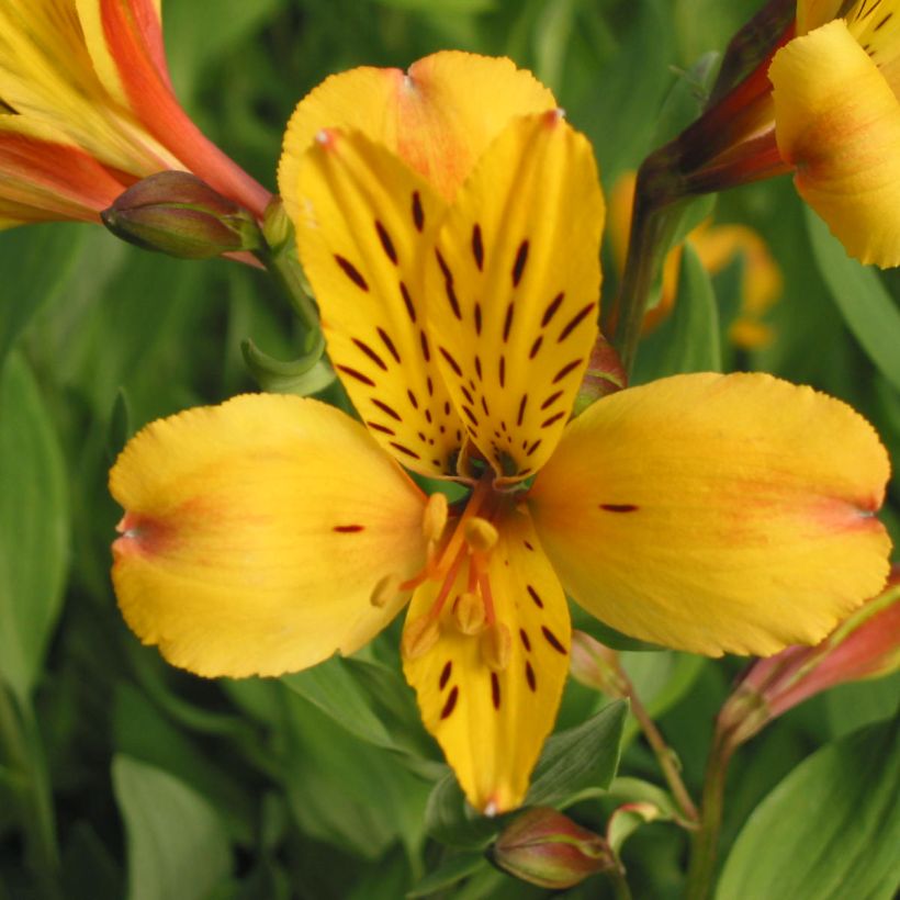Alstroemeria Majestic Serrant (Flowering)