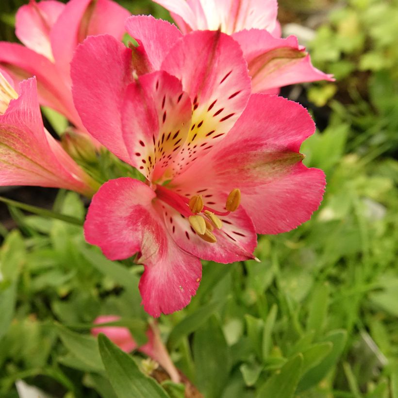 Alstroemeria Pitchounes Charlotte® (Flowering)