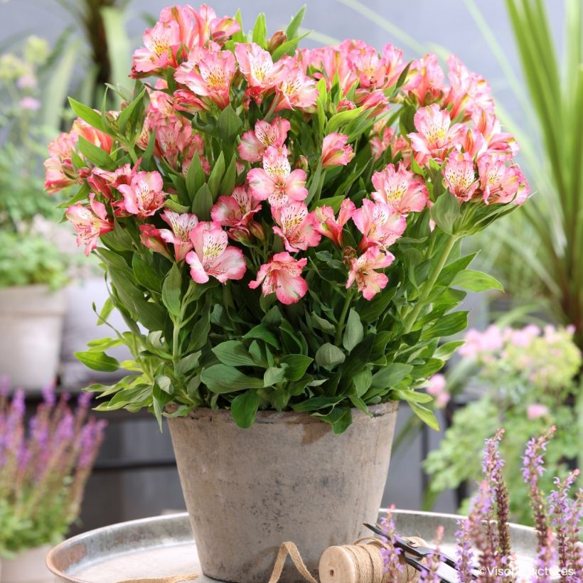 Alstroemeria Pitchounes Charlotte® (Plant habit)