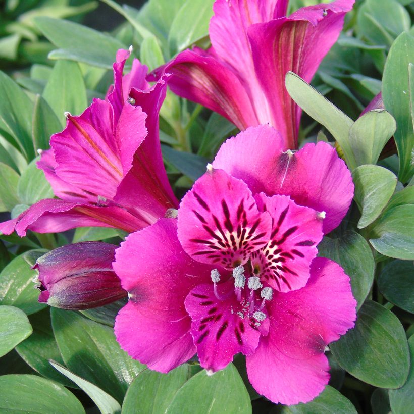 Alstroemeria Pitchounes Leonie (Flowering)