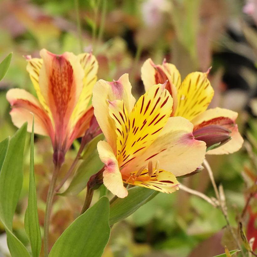 Alstroemeria Duc d'Anjou Nicolas (Flowering)