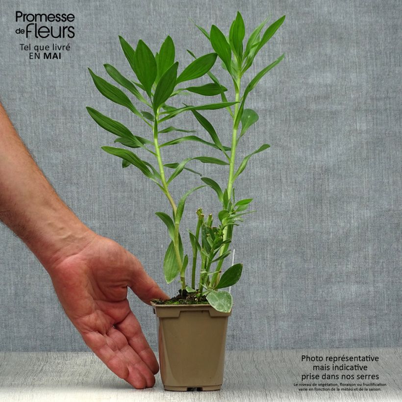 Alstroemeria Duc d'Anjou Charles 8/9 cm pot sample as delivered in spring