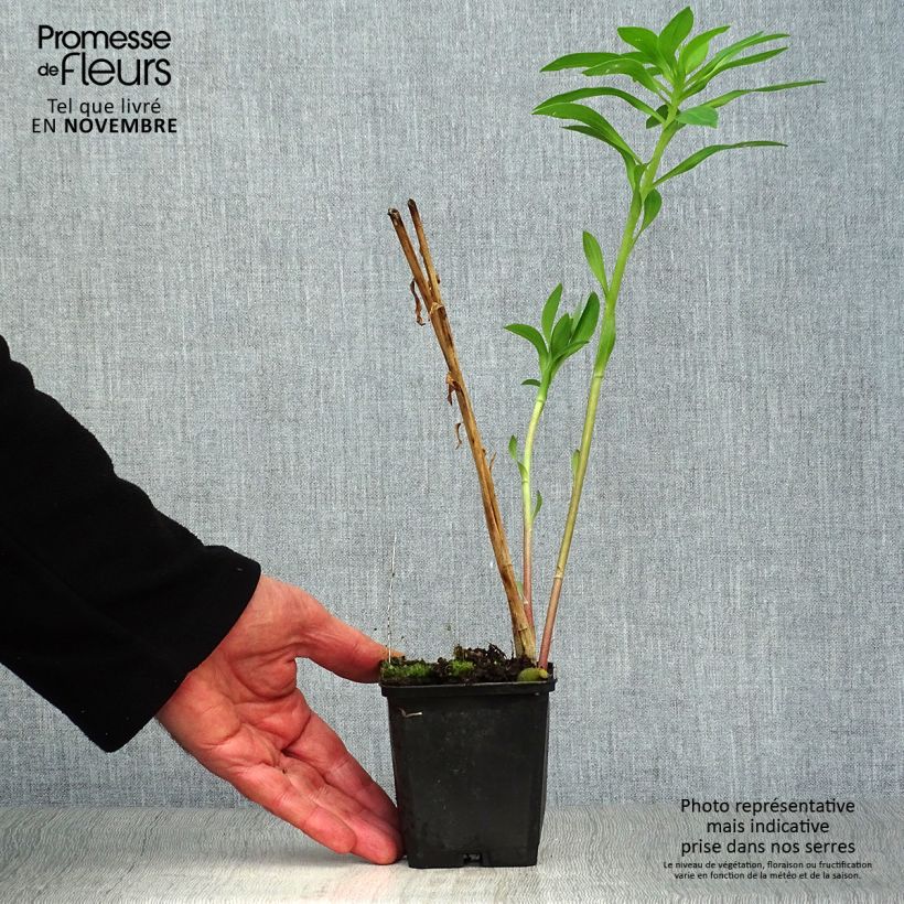 Alstroemeria Duc d'Anjou Charles 8/9 cm pot sample as delivered in autumn