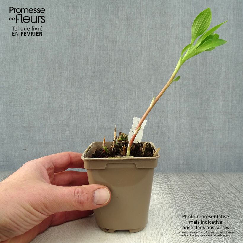 Alstroemeria Duc d'Anjou Charles 8/9 cm pot sample as delivered in winter