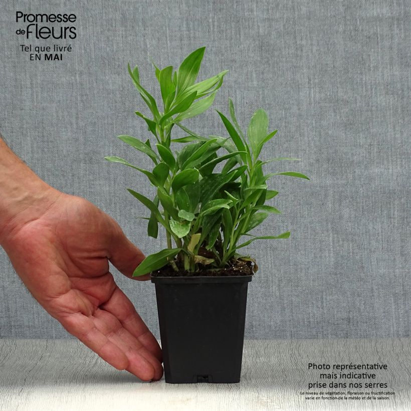 Alstroemeria Duc d'Anjou François 8/9 cm pot sample as delivered in spring