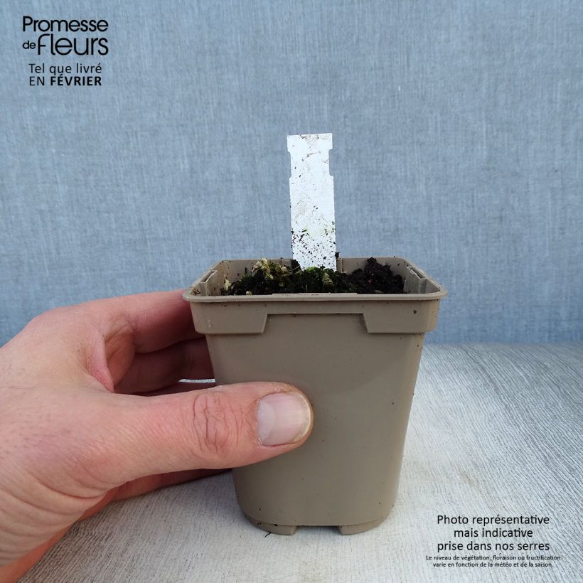 Example of Alstroemeria Duc d'Anjou Nicolas 8/9 cm pot as you get in hiver