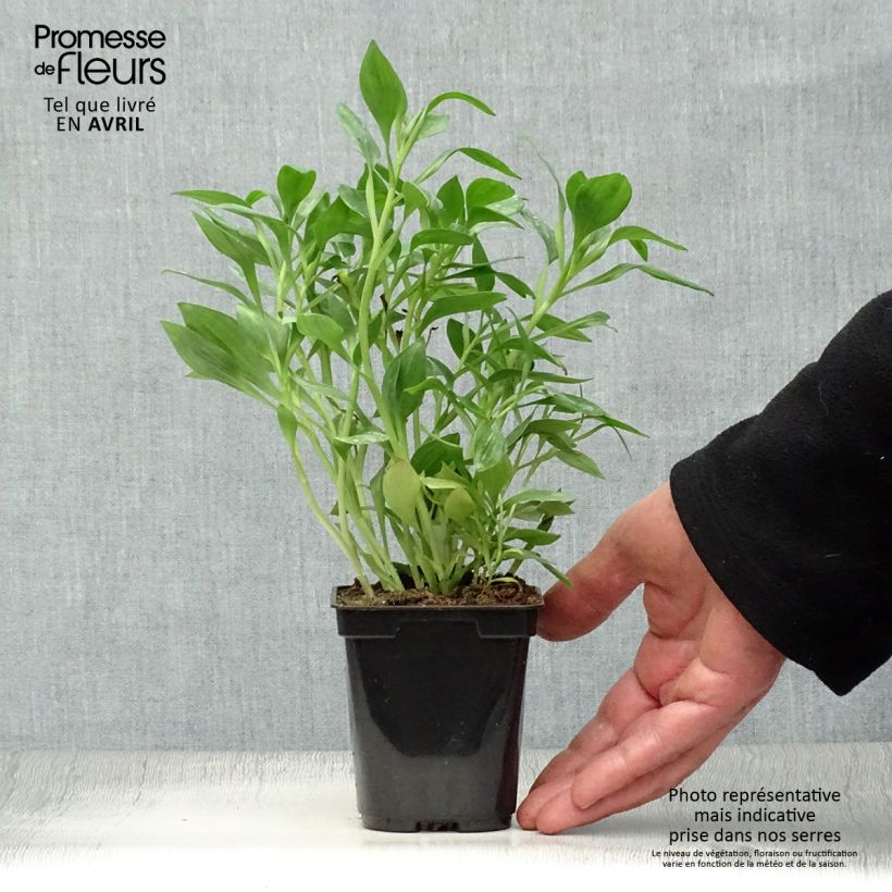 Alstroemeria Duc d'Anjou Pierre 8/9 cm pot sample as delivered in spring