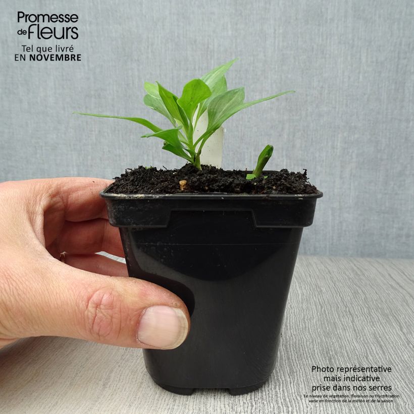 Alstroemeria Duc d'Anjou Pierre 8/9 cm pot sample as delivered in autumn