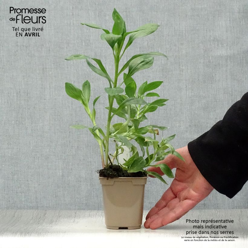 Alstroemeria Duc d'Anjou William 8/9 cm pot sample as delivered in spring