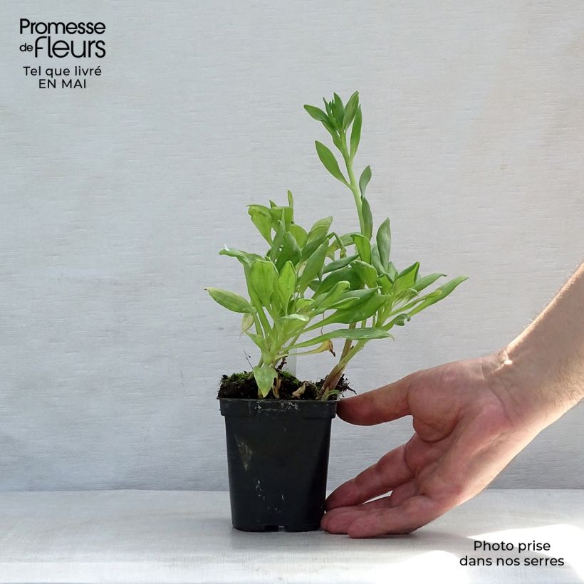 Alstroemeria Duchesses d'Anjou Aliénor 8/9 cm pot sample as delivered in spring