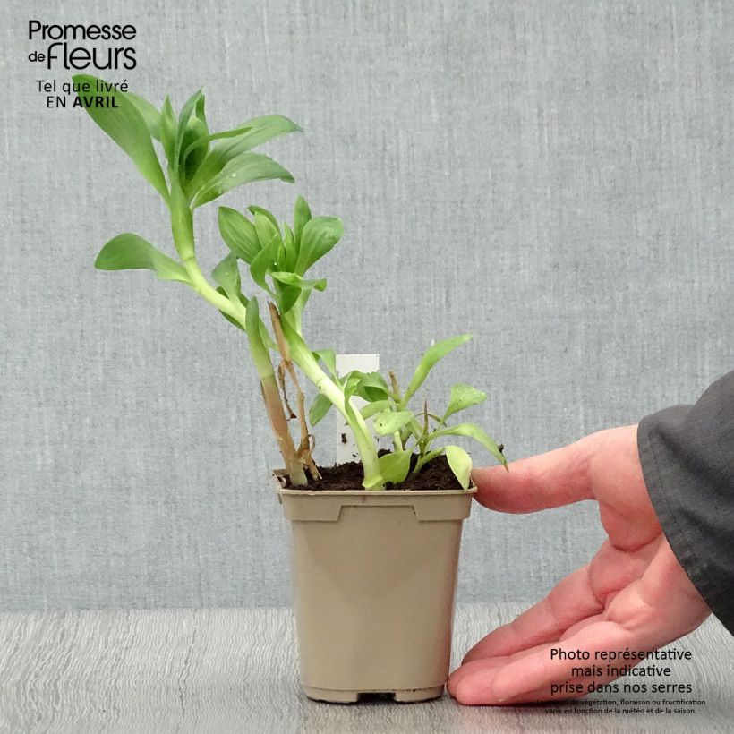 Alstroemeria Duchesses d'Anjou Beatrice 8/9 cm pot sample as delivered in spring