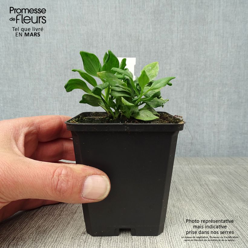 Alstroemeria Duchesses d'Anjou Diane 8/9 cm pot sample as delivered in spring