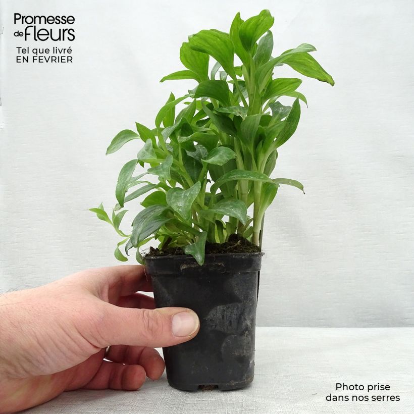 Alstroemeria Duchesses d'Anjou Elisabeth 8/9 cm pot sample as delivered in winter