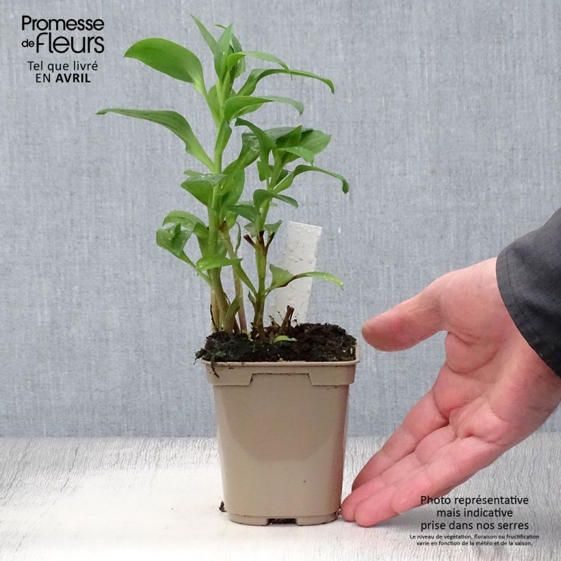 Alstroemeria Duchesses d'Anjou Elisabeth 8/9 cm pot sample as delivered in spring