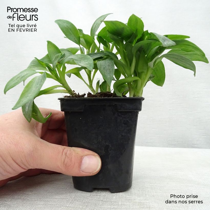 Alstroemeria Duchesses d'Anjou Isabelle 8/9 cm pot sample as delivered in winter