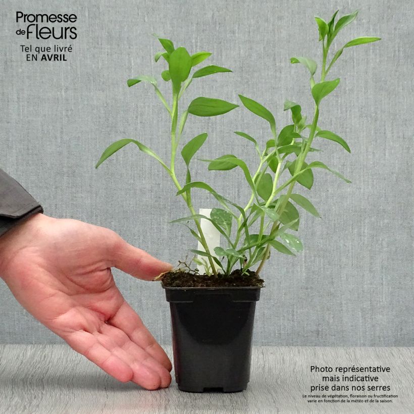 Alstroemeria  Majestic Layon 8/9 cm pot sample as delivered in spring