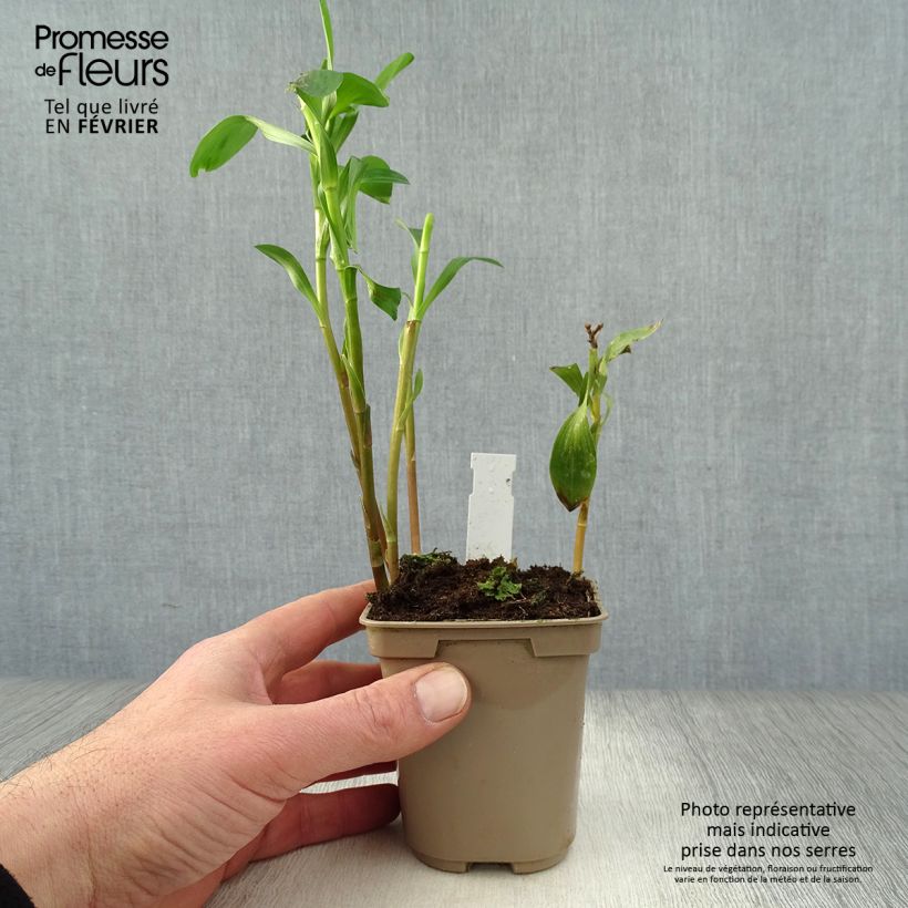 Alstroemeria  Majestic Layon 8/9 cm pot sample as delivered in winter