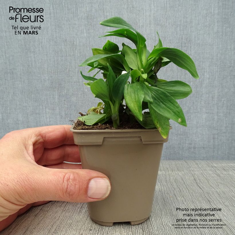 Alstroemeria Majestic Mazé 8/9 cm pot sample as delivered in spring