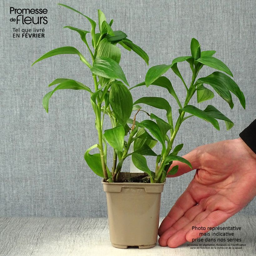 Alstroemeria Majestic Tiercé 8/9 cm pot sample as delivered in winter