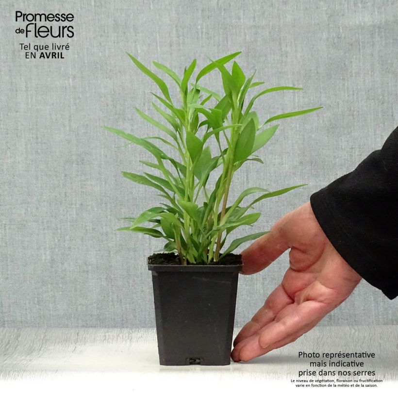 Alstroemeria Majestic Avrille 8/9 cm pot sample as delivered in spring