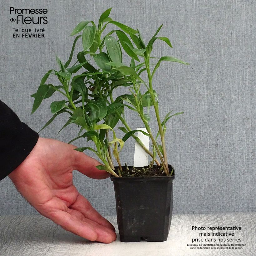 Alstroemeria Majestic Avrille 8/9 cm pot sample as delivered in winter