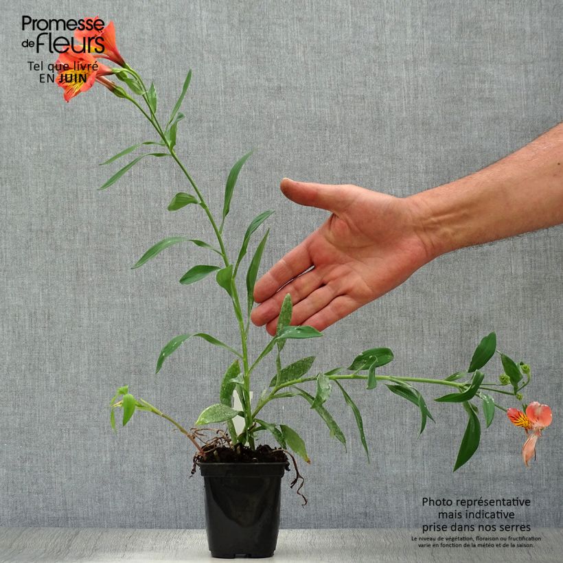 Alstroemeria Majestic Brissac 8/9 cm pot sample as delivered in summer