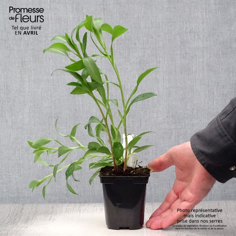 Alstroemeria Majestic Brissac 8/9 cm pot sample as delivered in spring