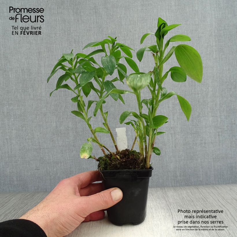 Example of Alstroemeria Majestic Brissac 8/9 cm pot as you get in hiver