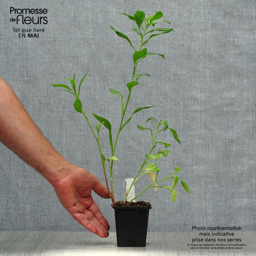 Alstroemeria Majestic Chartrene 8/9 cm pot sample as delivered in spring