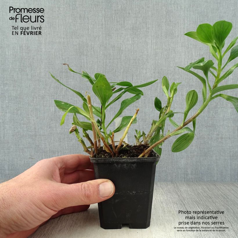 Alstroemeria Majestic Chartrene 8/9 cm pot sample as delivered in winter