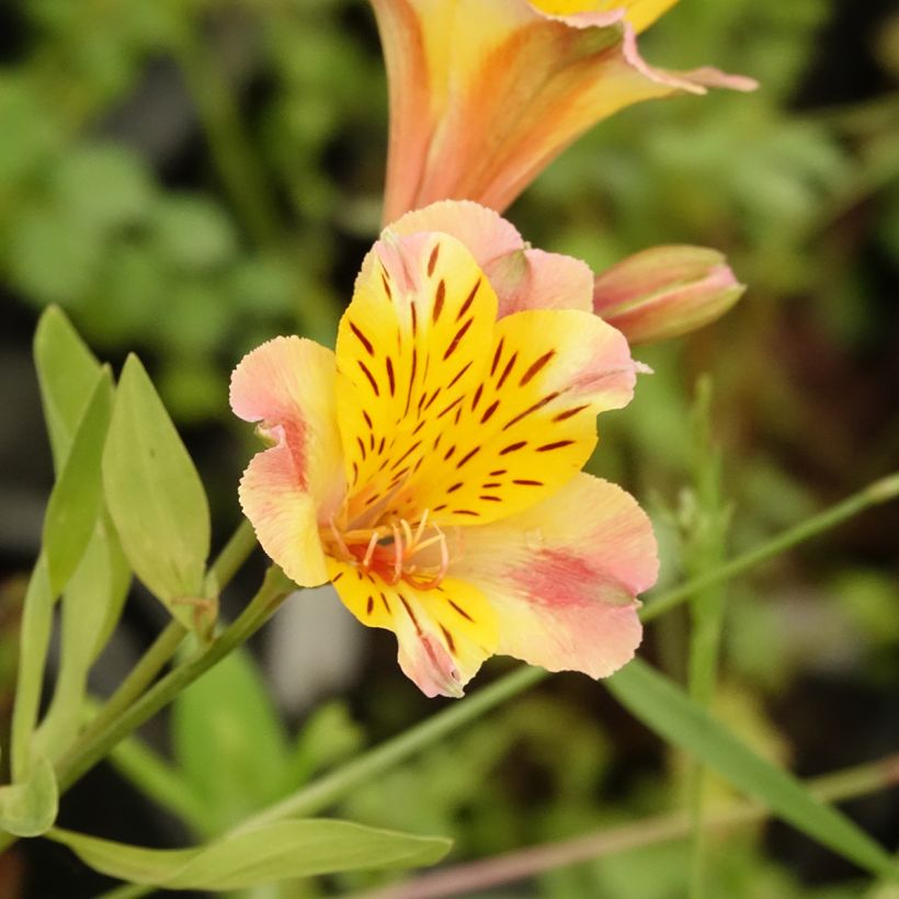 Alstroemeria Majestic Chartrene (Flowering)