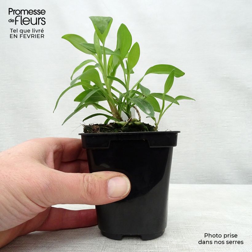 Alstroemeria Majestic Chinon 8/9 cm pot sample as delivered in winter