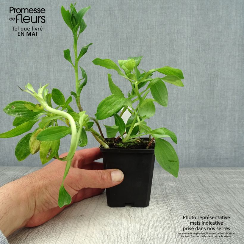 Alstroemeria Pitchounes Chloé 8/9 cm pot sample as delivered in spring