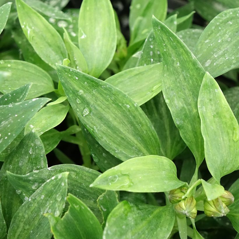 Alstroemeria Pitchounes Chloé (Foliage)